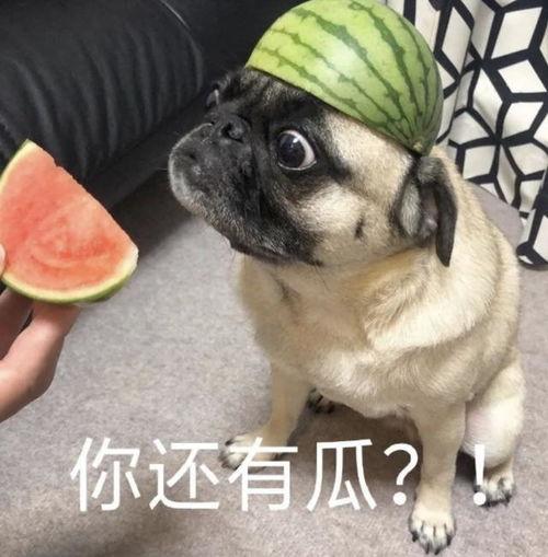 吃瓜表情包合集,带你领略网络幽默的魅力