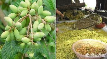 粤西在线吃瓜,揭秘本地热门吃瓜事件，带你领略粤西风土人情