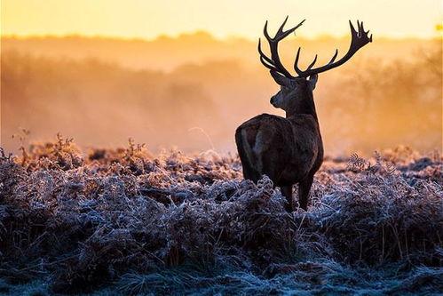 麋鹿的吃瓜日记,一场与自然的甜蜜邂逅