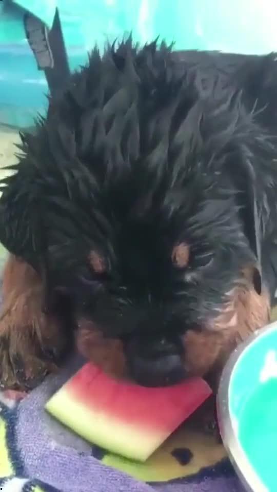 德牧吃瓜,萌宠日常，欢乐无限