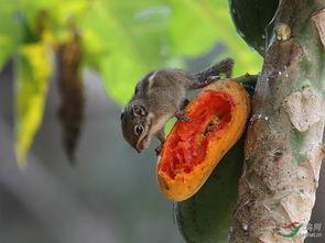 松鼠吃瓜的图片,夏日悠闲生活画卷