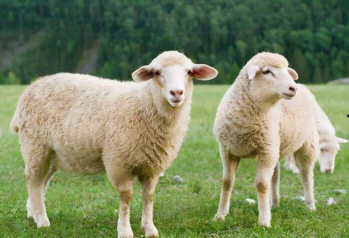 吃瓜君羊242467,探寻网络红人的神秘魅力