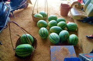 吃瓜的田,揭秘娱乐圈幕后故事