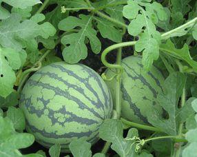 孕妇可以吃早瓜么,营养健康两不误