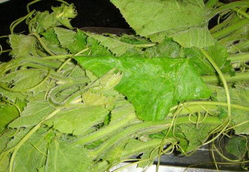 田瓜几月份吃,探寻最佳食用月份的甜蜜之旅