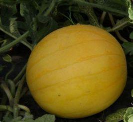 吃完药吃瓜,健康生活新体验