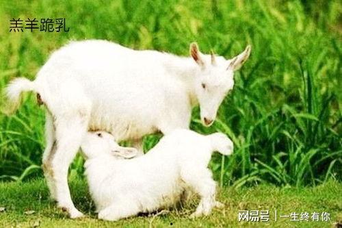 小羊没烦恼吃瓜,快乐吃瓜日常