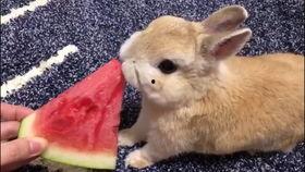 兔几吃瓜,揭秘娱乐圈那些不为人知的幕后故事