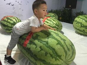 荆州吃瓜事件,一场网络舆论的风暴与反思