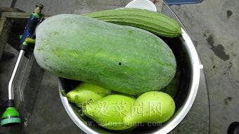 国内黑科吃瓜免费