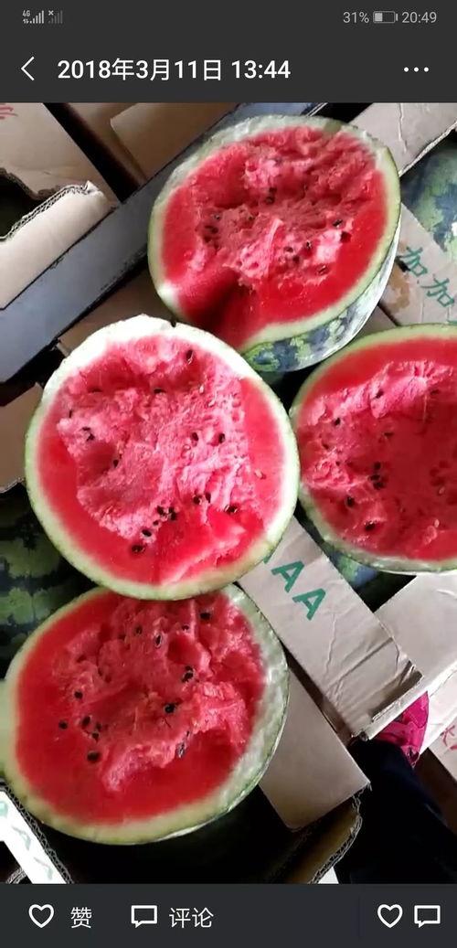 瓜哥邀你一起吃瓜,一起畅享美味瓜果盛宴