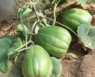 吃瓜老瓜,揭秘娱乐圈那些不为人知的幕后故事