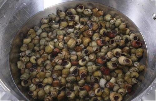 吃瓜能吃田螺吗,吃瓜时的意外美味？