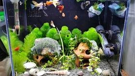 吃瓜的小鱼崽,吃瓜小鱼的欢乐食光之旅