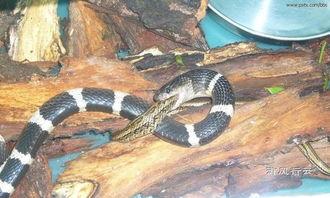 蛇宝宝吃瓜图片,瓜果盛宴萌态十足