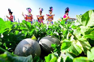 蜜瓜比赛吃瓜,蜜瓜比赛吃瓜盛宴