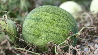 兰州吃瓜高清在线观看,高清在线观看，尽享视觉盛宴