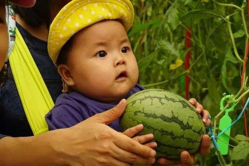 吃瓜群没了,吃瓜群消失背后的网络现象解析