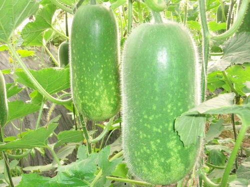 网纹瓜几月份吃,网纹瓜最佳食用月份指南