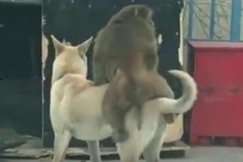 狗狗视频吃瓜,萌态十足，萌化你的心