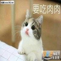 吃瓜猫猫表情,萌态十足，网络新宠