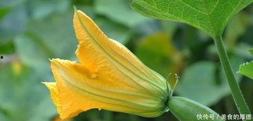 萱花吃瓜,品味生活，畅谈人生