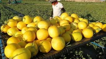 红宝蜜瓜怎么吃,尽享夏日清新美味