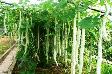 吃蛇瓜搞笑视频