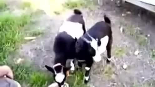 呱呱吃瓜现场视频