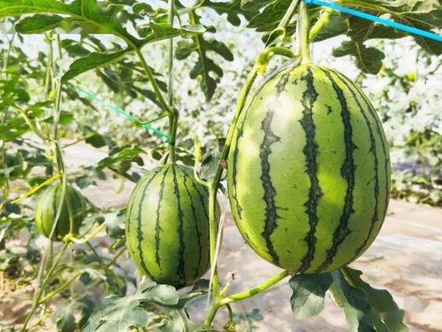 做梦吃甜的瓜,探寻梦境中的甜蜜寓意