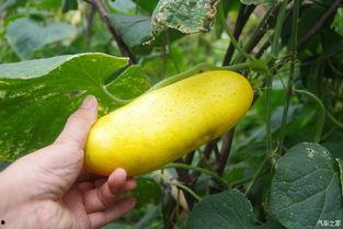 吃瓜不忘瓜人,品味生活百态，感悟人生真谛