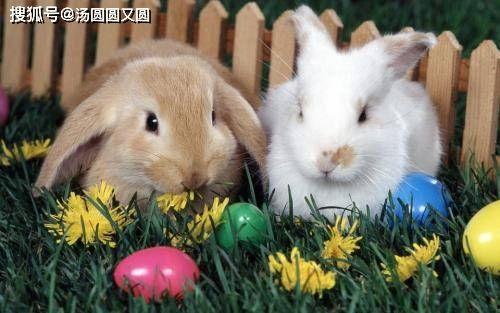 兔子吃不吃生瓜,食性与营养的奥秘