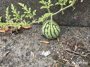 黑历史网红吃瓜,吃瓜群众眼中的娱乐圈风云