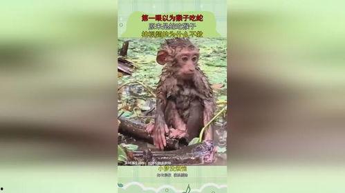 小猴子吃瓜汁视频,萌态十足引网友爆笑