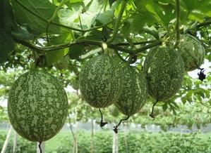 钓瓜怎么吃,解锁夏日清新口感