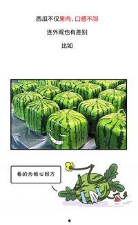 吃瓜网是多少,揭秘网络舆论背后的真相与影响