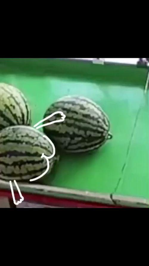 吃瓜表情简画,趣味横生的简笔画世界