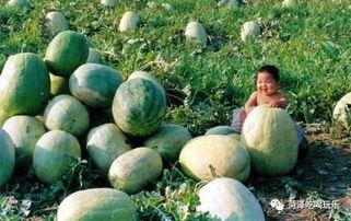 山东经贸职业吃瓜,山东经贸职业校园里的“吃瓜”风云录