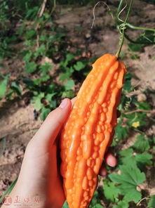 官方认证吃瓜  第1张