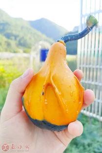 官方认证吃瓜  第2张