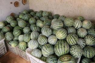 官方认证吃瓜  第3张