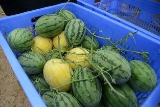 吃瓜群250018  第3张