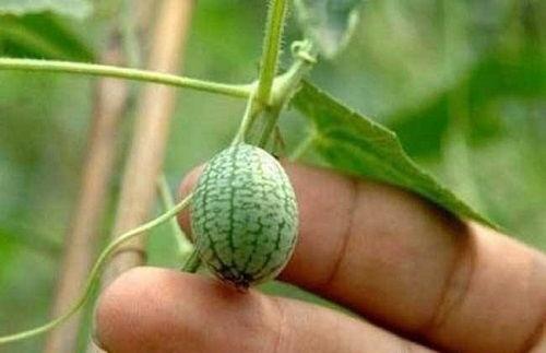 怎么才能学会吃瓜,学会吃瓜的实用指南  第2张