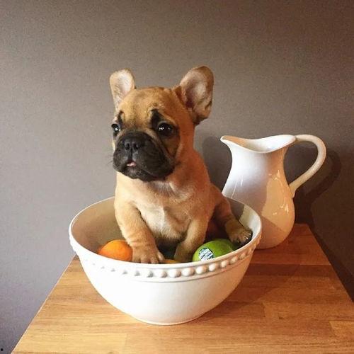 狗狗可以吃高瓜咩,高瓜美食，狗狗的夏日美味选择