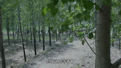 兰桐花开吃瓜,一场别开生面的乡村盛宴  第2张