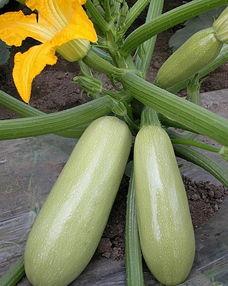 黄色松瓜怎么吃,探索美味与营养的完美结合 第2张 黄色松瓜怎么吃,探索美味与营养的完美结合 第2张