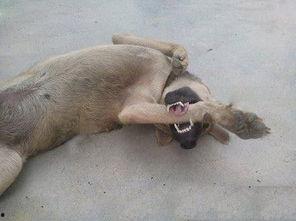 狗子吃瓜车祸现场,意外见证人间百态  第2张