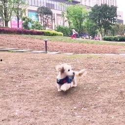 狗子吃瓜车祸现场,意外见证人间百态  第3张