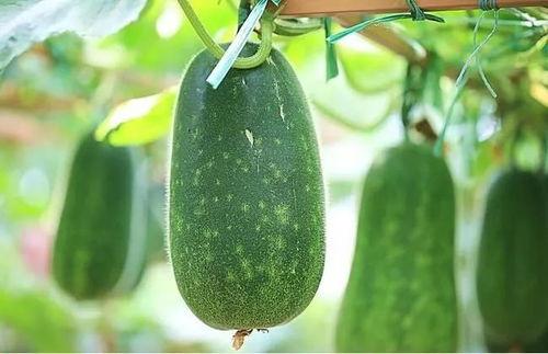 吃瓜的sier  第3张