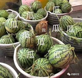 网络吃瓜达人 第3张 网络吃瓜达人 第3张